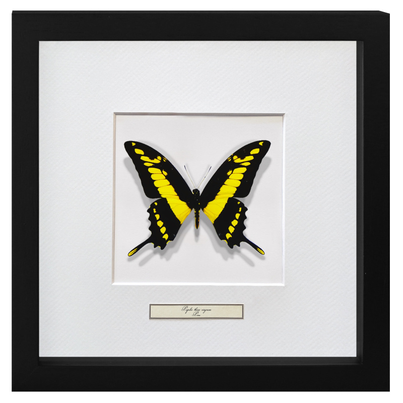 Decoratieve Frame Met Een Butterfly Papilio Duizend Cinyras