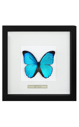 Quadro decorativo com uma borboleta "Morpho Menelaus"