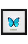 Cadre décoratif au décor de papillon "Morpho Menelaus"