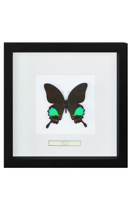 Quadro decorativo com uma borboleta "Karna"