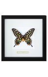 Decorative frame with a butterfly "Antenor"