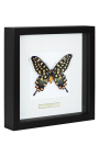 Decoratief frame met een vlinder "Antenor"