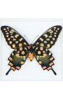 Dekoratívny rám s motýlom "Antenor"