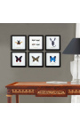 Quadro decorativo com uma borboleta "Antenor"