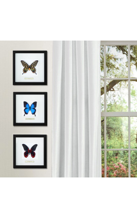 Quadro decorativo com uma borboleta &quot;Antenor&quot;