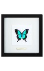 Dekoratívny rám s motýlom "Lorquianus Albertisi"