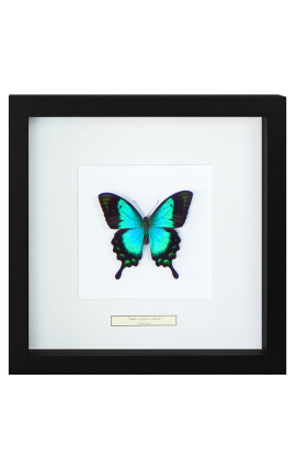 Quadro decorativo com uma borboleta "Lorquiano Albertisi"