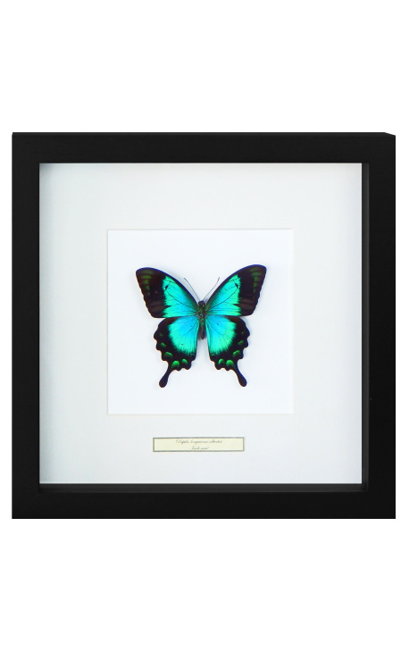 Quadro decorativo com uma borboleta "Lorquiano Albertisi"