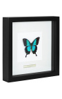 Quadro decorativo com uma borboleta "Lorquiano Albertisi"