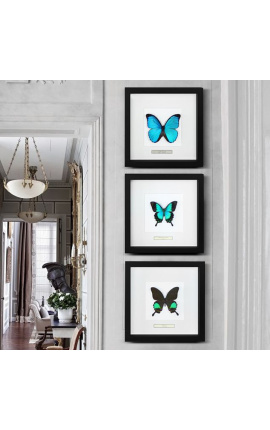 Quadro decorativo com uma borboleta &quot;Lorquiano Albertisi&quot;