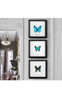 Quadro decorativo com uma borboleta "Lorquiano Albertisi"