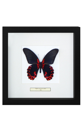 Quadro decorativo com uma borboleta "Rumansovia Eubalia"