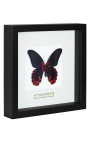 Quadro decorativo com uma borboleta "Rumansovia Eubalia"