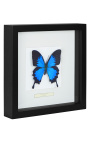 Decoratief frame met een vlinder "Ulysses Ulysses"