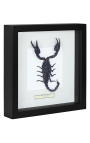 Telaio decorativo con scorpione "Eterometrus Spinifer"