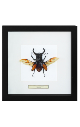 Decoratief frame met een scrab "Hexatrius mandibularis"