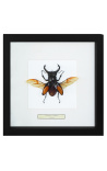 Decoratief frame met een kever "Hexatrius mandibularis"