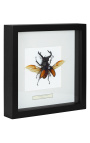 Decoratief frame met een kever "Hexatrius mandibularis"