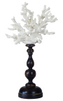 Coral mounted on wooden pedestal