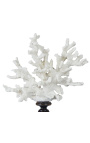 Coral mounted on wooden pedestal