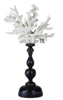 Coral mounted on wooden pedestal