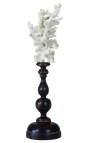 Coral mounted on wooden pedestal