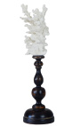 Coral mounted on wooden pedestal