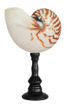 Large natural nautilus on wooden baluster