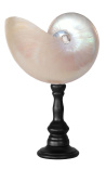 Grand pearly nautilus with wood baluster