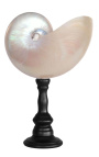 Grand pearly nautilus med træ baluster