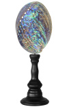 Abalone Paua na drewnianym balustrze