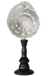 Trocha Astrea Undosa on wooden baluster