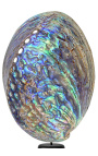 Abalone Paua em baluster de madeira