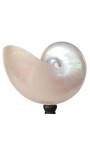 Grand pearly nautilus med træ baluster