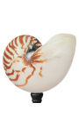 Grote natuurlijke nautilus op een houten balustrade