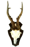 Wall decoration of deer hunting trophy mounted on wood 