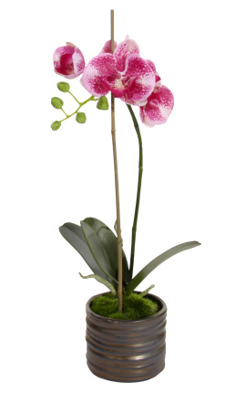Perlivá látka z orchideí Phalaenopsis