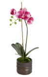 Phalaenopsis orchidee paars doek