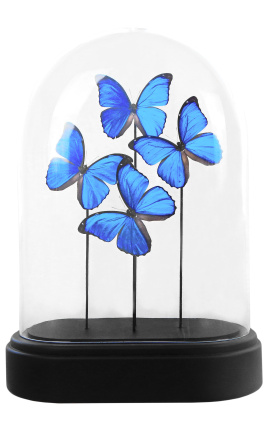 Vlinders "Morpho Menelaus" onder een glazen bol