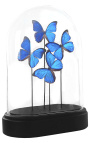 Vlinders "Morpho Menelaus" onder een glazen bol