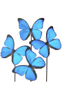 Motýle "Morpho Menelaus" pod sklenenou guľou