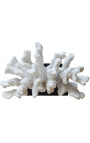 Large coral mounted on a wooden base