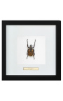 Decoratief frame met een scrab "Goliathus Albosignatus"