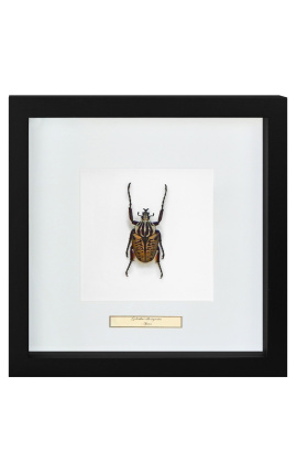 Decoratief frame met een scrab "Goliathus Albosignatus"