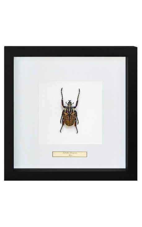 Decoratief frame met een scrab "Goliathus Albosignatus"