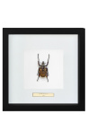 Decorative frame with a scrab "Goliathus Albosignatus"