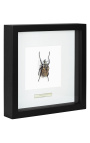 Decoratief frame met een scrab "Goliathus Albosignatus"