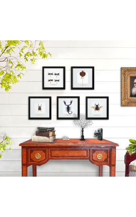 Quadro decorativo com um caranguejo &quot;Draco Volans&quot;