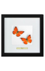 Dekoratívny rám s dvoma motýľmi "Appias Nero"