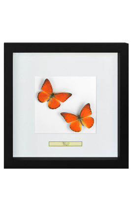 Decoratief frame met twee vlinders "Appias Nero"